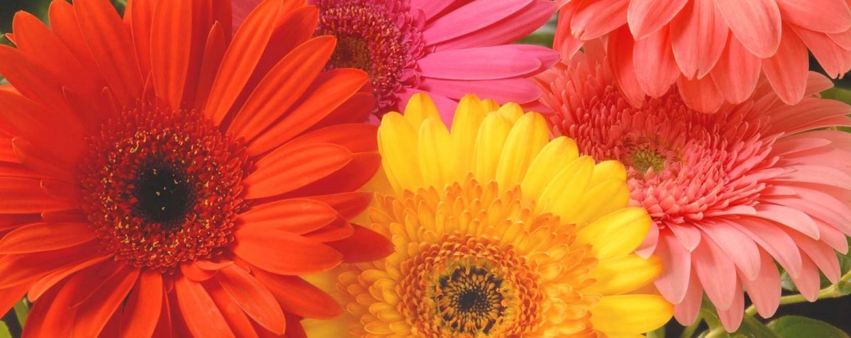 Just A Girl Living In Her Dysthymia World